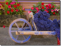 Old-Wooden-Cart-with-Fresh-Cut-Lavender-Sault-Provence-France-
