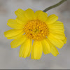 Four-nerve daisy, Hymenoxys, Stemmy four-nerve daisy, Yellow daisy, Bitterweed