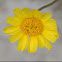 Four-nerve daisy, Hymenoxys, Stemmy four-nerve daisy, Yellow daisy, Bitterweed