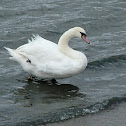 Mute Swan