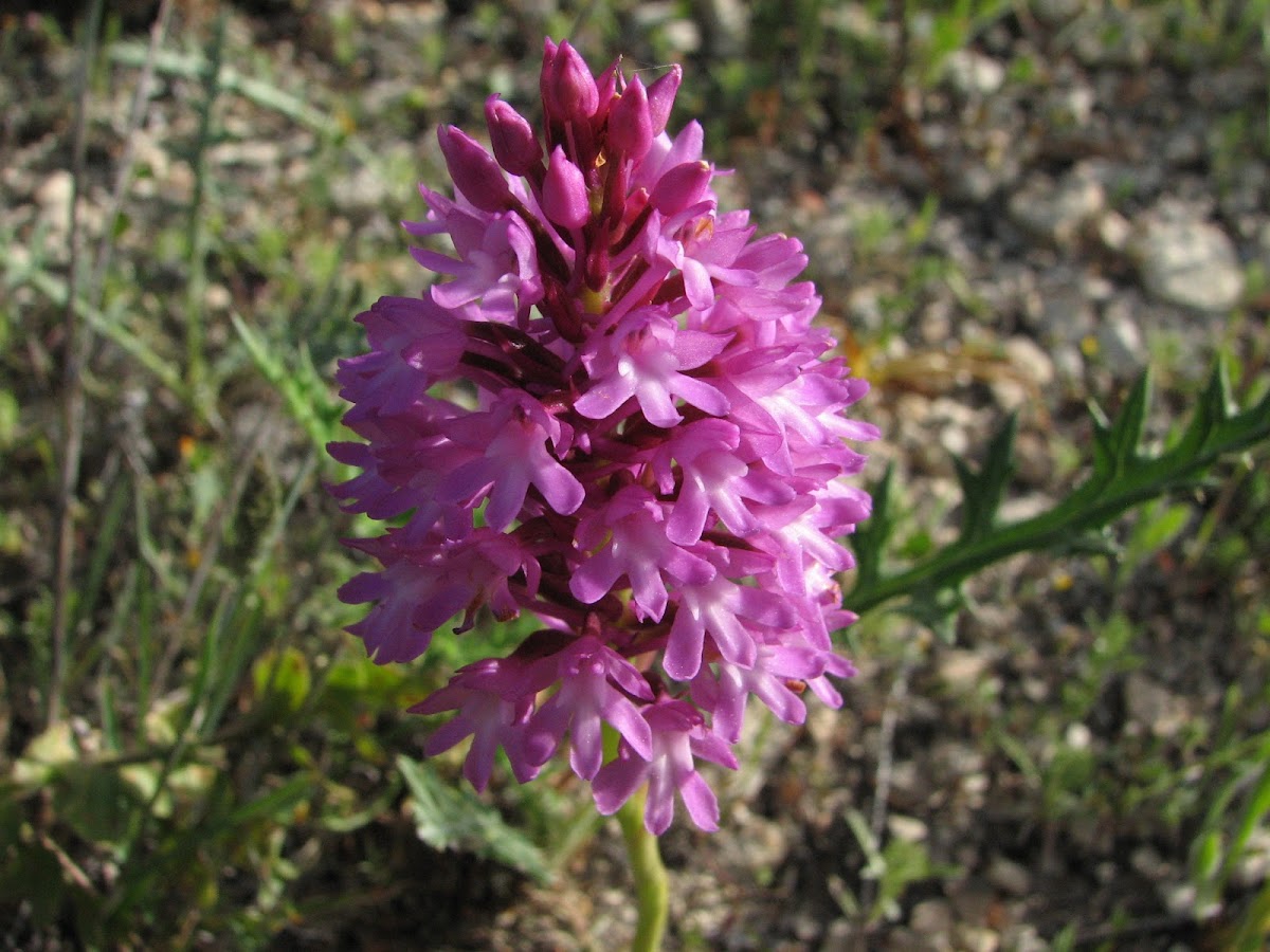 The Pyramidal Orchid