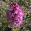 The Pyramidal Orchid