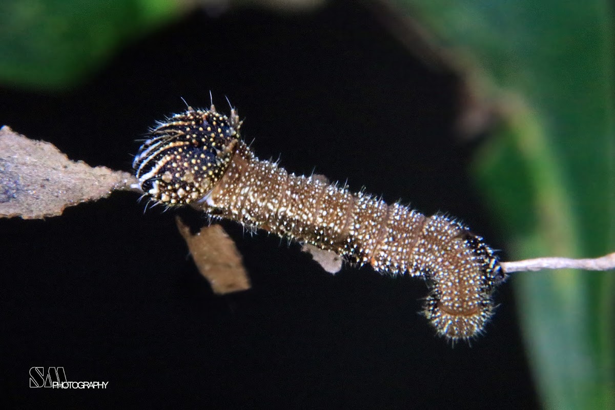 Midsize Memphis moruus caterpillar