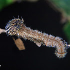 Midsize Memphis moruus caterpillar
