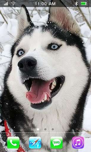 【免費個人化App】Husky Dogs live wallpaper-APP點子