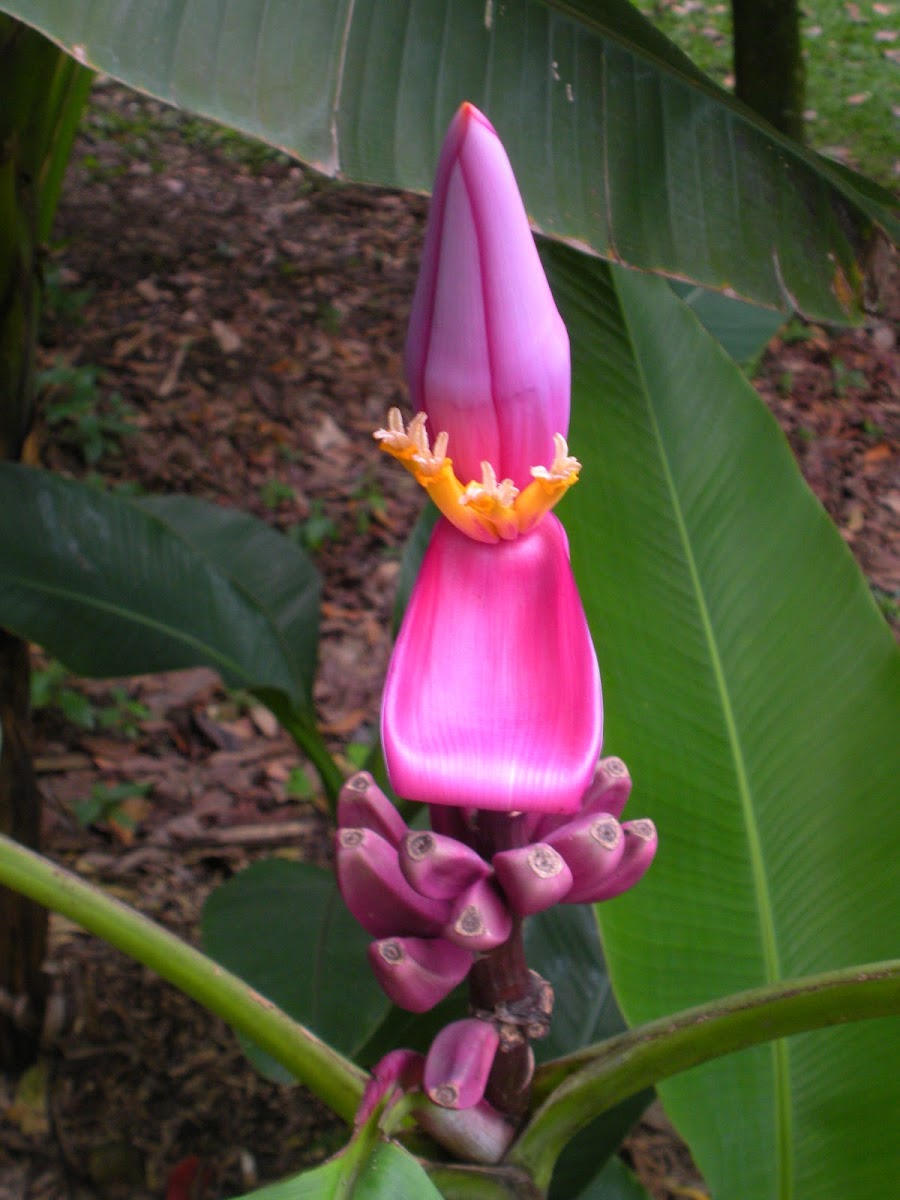 Pink Velvet Banana
