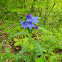 Purple Gromwell, modra biserka