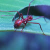 Leaf-cutter Ant