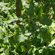 Oak Savannah Species Spotting