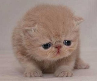 [gato_triste[3].jpg]