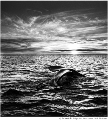 [salgado_patagonia3.jpg]
