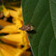 Bug Planta Scentless