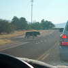 Bull on the Road