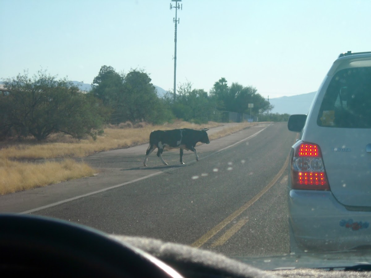 Bull on the Road