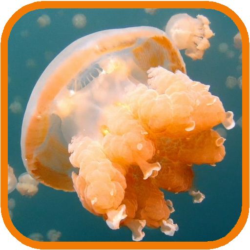 Jellyfish. Video Wallpaper LOGO-APP點子