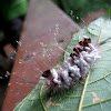 Infested Caterpillar