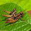 Grasshoppers