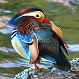 Mandarin by Paul Marto -  