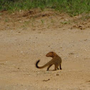 Slender or Black tailed mongoose