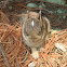 Eastern Cottontail