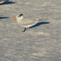 Royal Tern