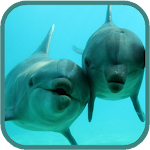Dolphins HD. Video Wallpaper Apk