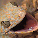 Gekko tokay