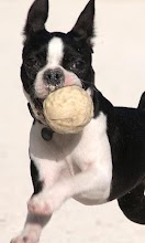 Boston Terriers Wallpapers APK Download for Android