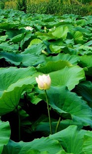 download Lotus Wallpapers HD free