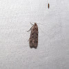 Gelechiid moth