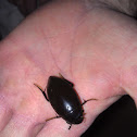 Giant water scavenger beetle