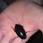 Giant water scavenger beetle