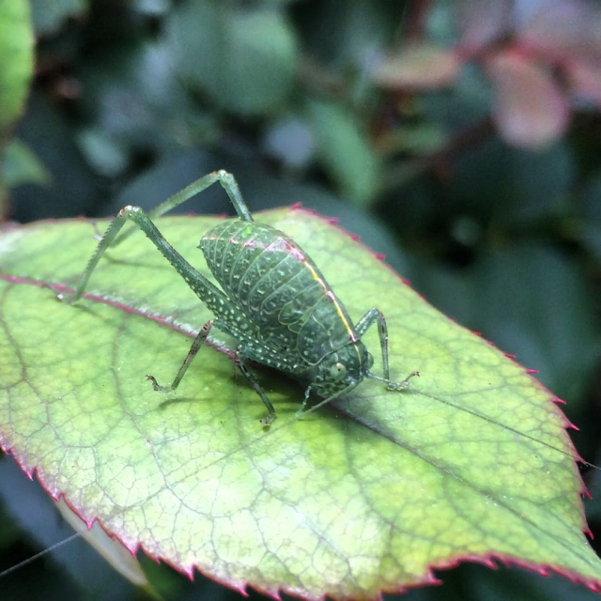 Angular-winged katydid (nymph)
