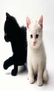 How to mod Cat Puzzle Games 1.0 apk for pc