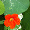 Garden nasturtium, Indian cress or monks cress