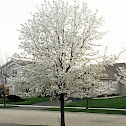 Bradford Pear Tree
