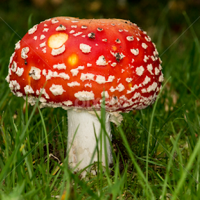 Toadstool... by Lee Sutton - Nature Up Close Mushrooms & Fungi