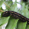 Cluster Caterpillar (aka Tropical Armyworm)