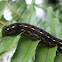 Cluster Caterpillar (aka Tropical Armyworm)