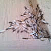 Subterranean termites (swarming)