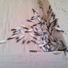 Subterranean termites (swarming)