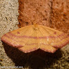 Chickweed geometer