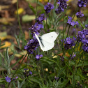 Small White Butterfly