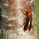 Red Paper Wasp