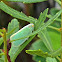 Palm Flatid Planthopper