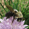 Eastern Carpenter Bee - male