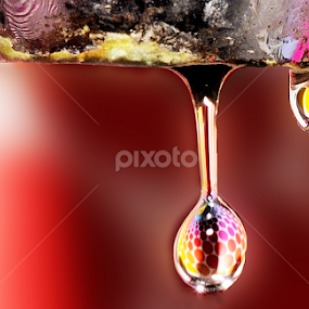 Drinking Water by Nirmal Kumar - Abstract Water Drops & Splashes