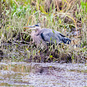 Great Blue Heron