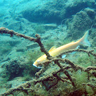 Albino Catfish