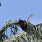 Black Kite / Pariah Kite mating